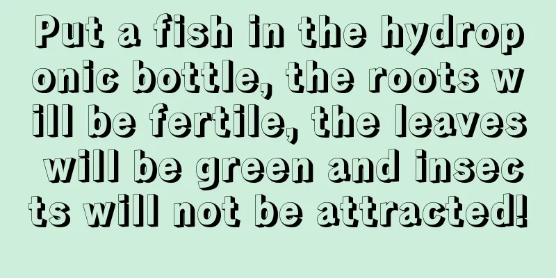 Put a fish in the hydroponic bottle, the roots will be fertile, the leaves will be green and insects will not be attracted!