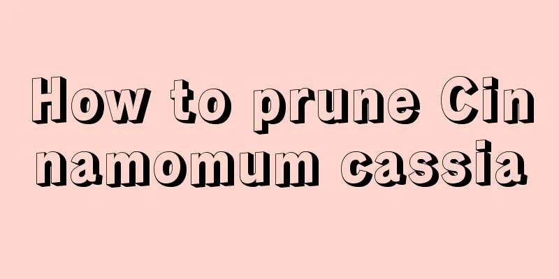 How to prune Cinnamomum cassia