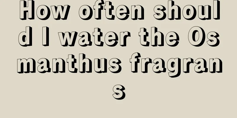 How often should I water the Osmanthus fragrans