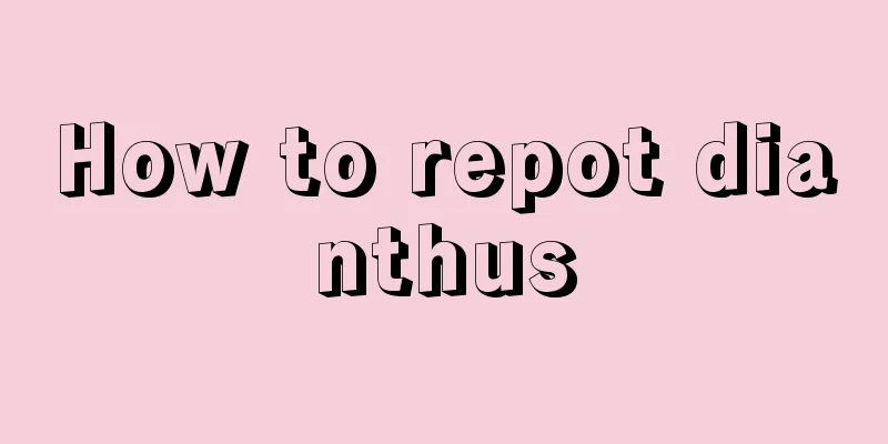 How to repot dianthus