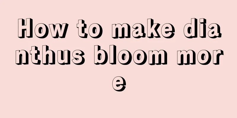 How to make dianthus bloom more