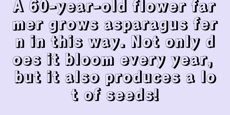 A 60-year-old flower farmer grows asparagus fern in this way. Not only does it bloom every year, but it also produces a lot of seeds!