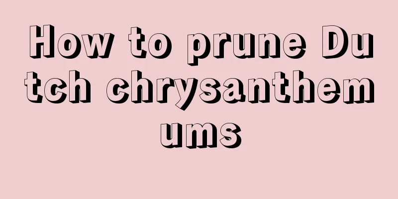 How to prune Dutch chrysanthemums