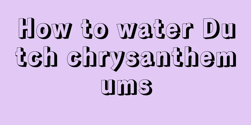 How to water Dutch chrysanthemums