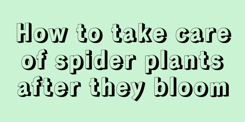 How to take care of spider plants after they bloom