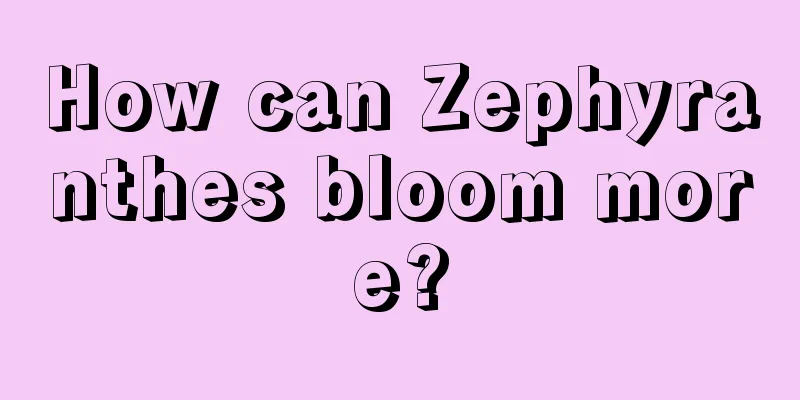 How can Zephyranthes bloom more?