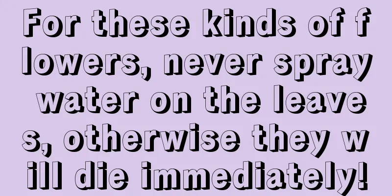 For these kinds of flowers, never spray water on the leaves, otherwise they will die immediately!