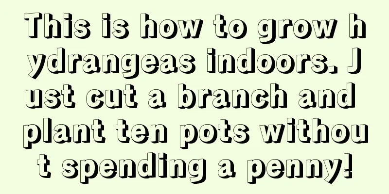 This is how to grow hydrangeas indoors. Just cut a branch and plant ten pots without spending a penny!