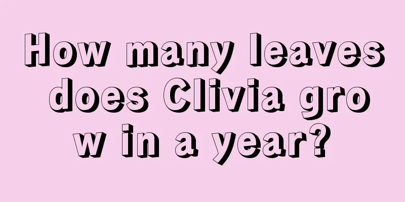 How many leaves does Clivia grow in a year?