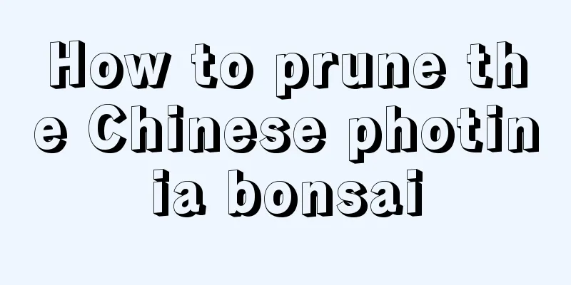 How to prune the Chinese photinia bonsai