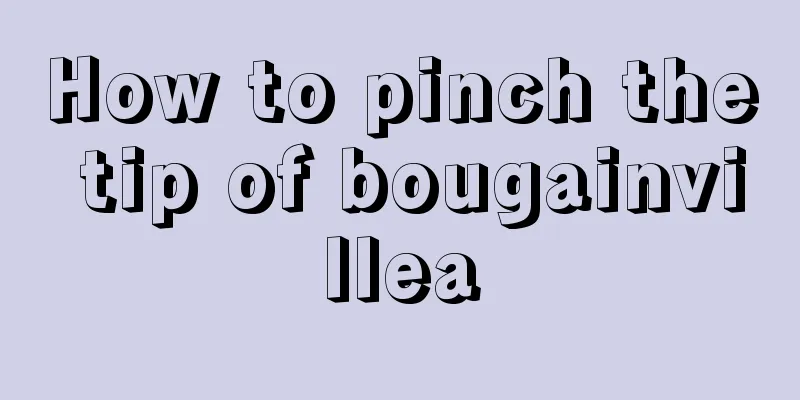 How to pinch the tip of bougainvillea