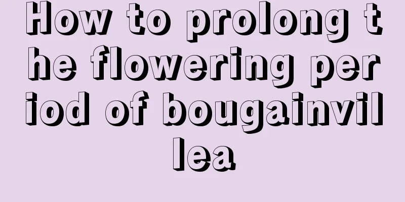 How to prolong the flowering period of bougainvillea