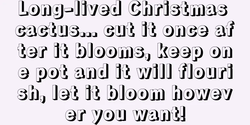 Long-lived Christmas cactus... cut it once after it blooms, keep one pot and it will flourish, let it bloom however you want!