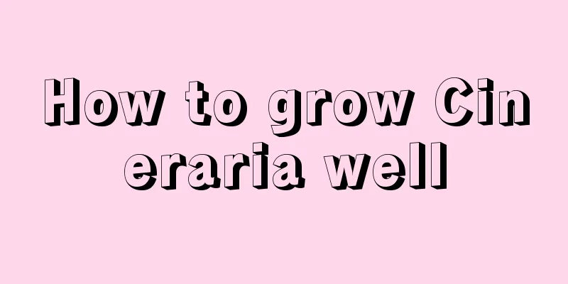 How to grow Cineraria well