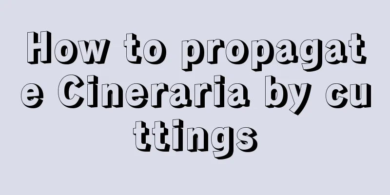 How to propagate Cineraria by cuttings