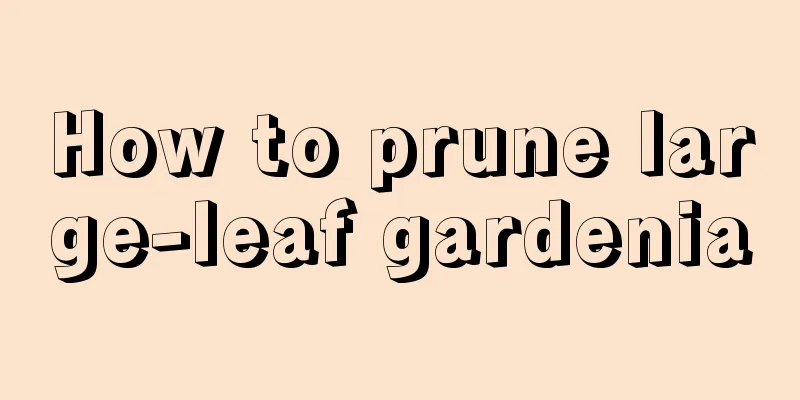 How to prune large-leaf gardenia