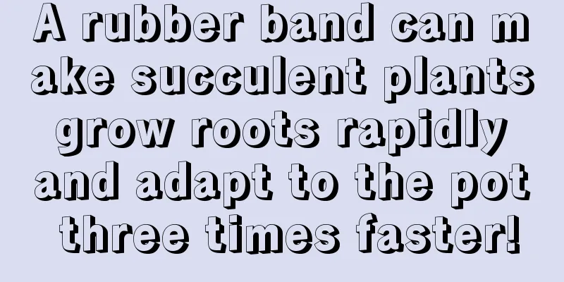 A rubber band can make succulent plants grow roots rapidly and adapt to the pot three times faster!