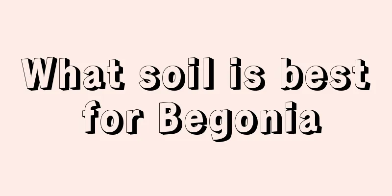 What soil is best for Begonia