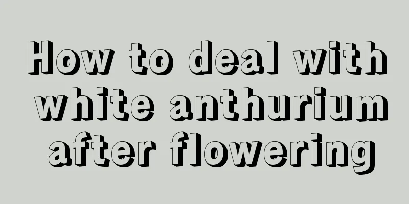 How to deal with white anthurium after flowering