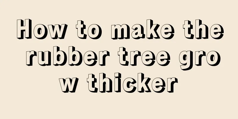 How to make the rubber tree grow thicker