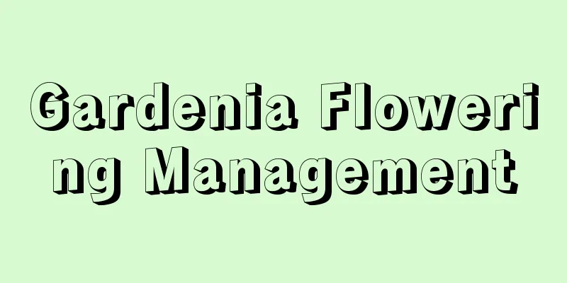 Gardenia Flowering Management