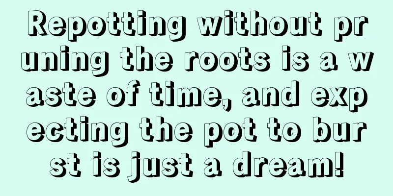 Repotting without pruning the roots is a waste of time, and expecting the pot to burst is just a dream!