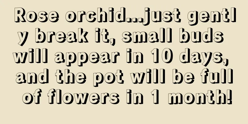 Rose orchid...just gently break it, small buds will appear in 10 days, and the pot will be full of flowers in 1 month!