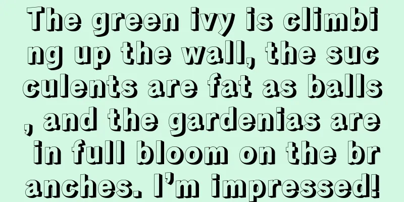 The green ivy is climbing up the wall, the succulents are fat as balls, and the gardenias are in full bloom on the branches. I’m impressed!