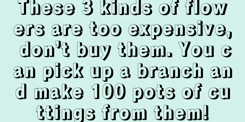 These 3 kinds of flowers are too expensive, don’t buy them. You can pick up a branch and make 100 pots of cuttings from them!