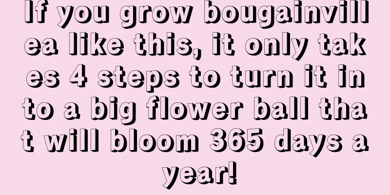 If you grow bougainvillea like this, it only takes 4 steps to turn it into a big flower ball that will bloom 365 days a year!