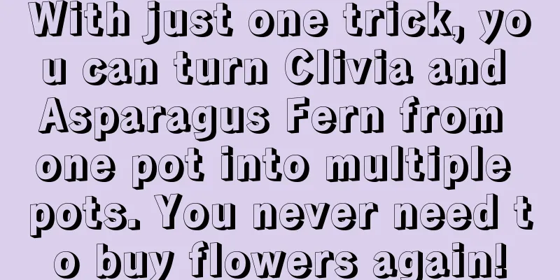 With just one trick, you can turn Clivia and Asparagus Fern from one pot into multiple pots. You never need to buy flowers again!