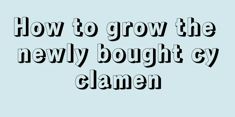 How to grow the newly bought cyclamen