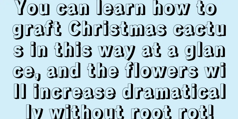 You can learn how to graft Christmas cactus in this way at a glance, and the flowers will increase dramatically without root rot!