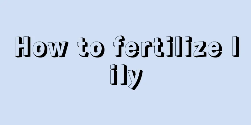 How to fertilize lily