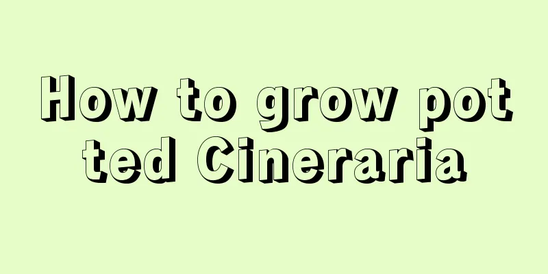 How to grow potted Cineraria