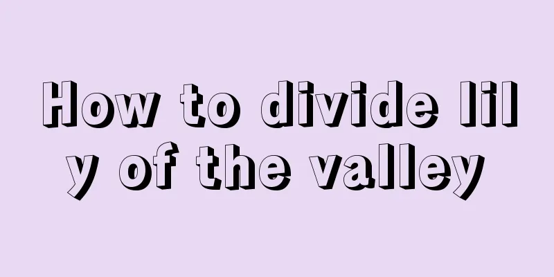 How to divide lily of the valley