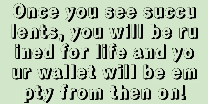 Once you see succulents, you will be ruined for life and your wallet will be empty from then on!