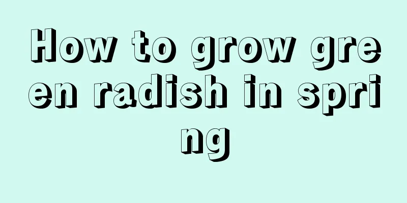 How to grow green radish in spring