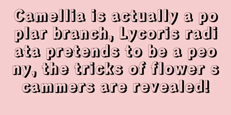 Camellia is actually a poplar branch, Lycoris radiata pretends to be a peony, the tricks of flower scammers are revealed!