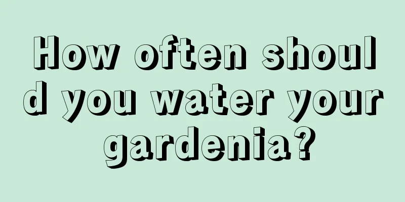 How often should you water your gardenia?