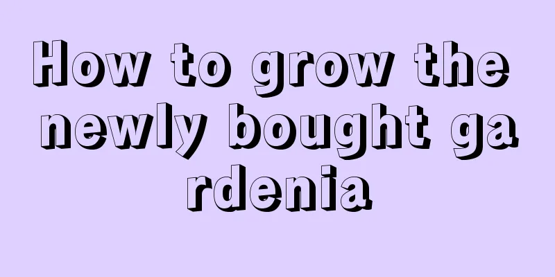 How to grow the newly bought gardenia