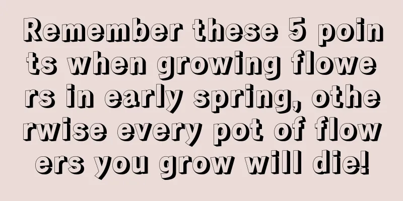 Remember these 5 points when growing flowers in early spring, otherwise every pot of flowers you grow will die!