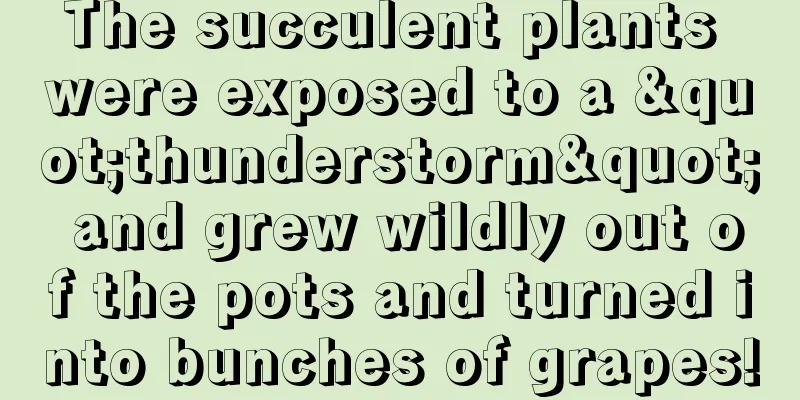 The succulent plants were exposed to a "thunderstorm" and grew wildly out of the pots and turned into bunches of grapes!