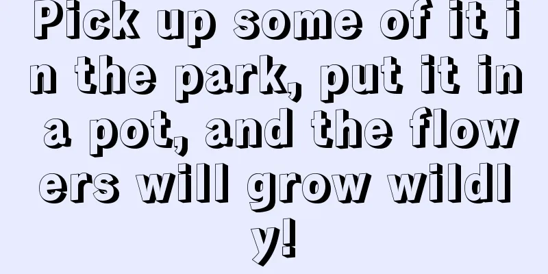 Pick up some of it in the park, put it in a pot, and the flowers will grow wildly!