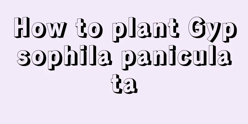 How to plant Gypsophila paniculata