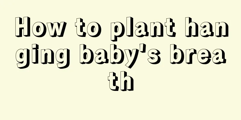 How to plant hanging baby's breath