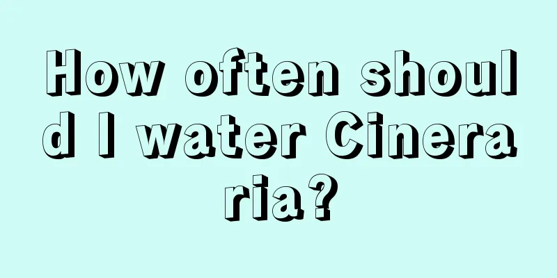 How often should I water Cineraria?