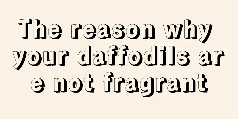 The reason why your daffodils are not fragrant