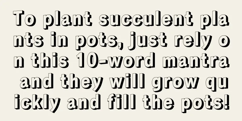 To plant succulent plants in pots, just rely on this 10-word mantra and they will grow quickly and fill the pots!