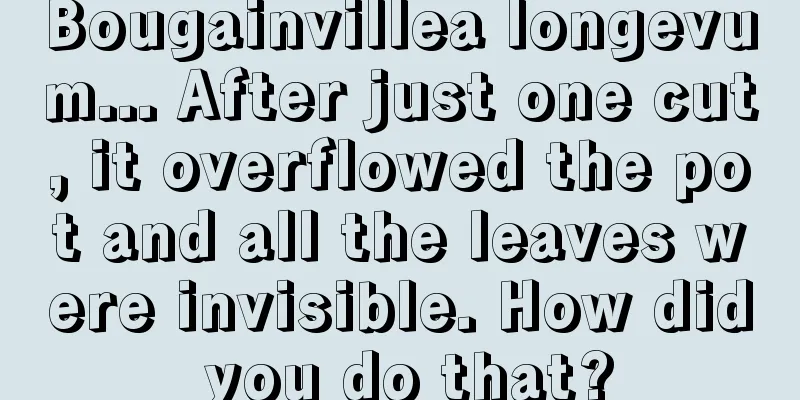 Bougainvillea longevum... After just one cut, it overflowed the pot and all the leaves were invisible. How did you do that?